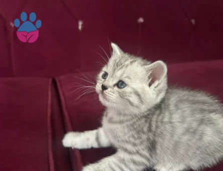 Scottish Fold 2 Aylık