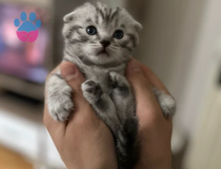 Scottish Fold 2 Aylık