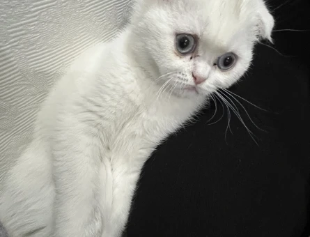 Scottish Fold Leoma yuva Arıyor