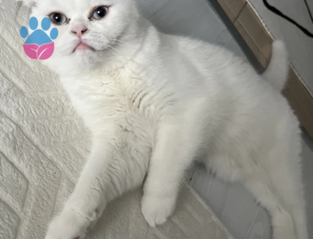 Scottish Fold Leoma yuva Arıyor
