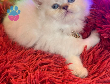 British longhair blue eyes 2 AYlık