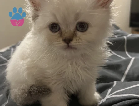 British longhair blue eyes 2 AYlık