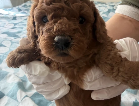 Red Brown Toy Poodle 2 Aylık
