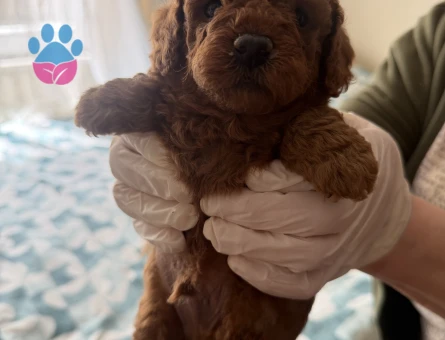 Red Brown Toy Poodle 2 Aylık