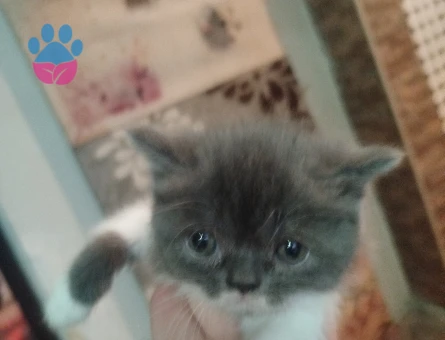 Exotic Shorthair 2 Aylık Dişi - 4198