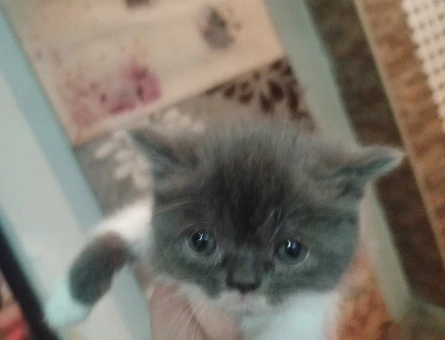 Exotic Shorthair 2 Aylık Dişi - 4198