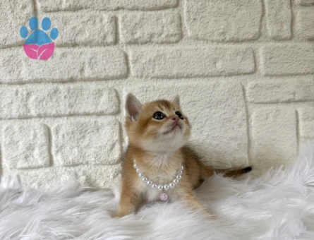 British Shorthair Golden Dişi 2 Aylık Yavrumuz