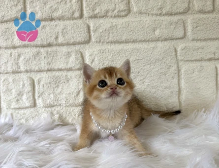 British Shorthair Golden Dişi 2 Aylık Yavrumuz
