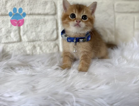 Safkan British Shorthair Golden 2 Aylık