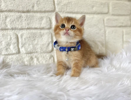 Safkan British Shorthair Golden 2 Aylık