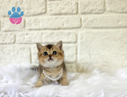 British Shorthair Golden Tabby Top Kafama Yavrumuz