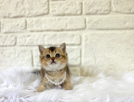 British Shorthair Golden Tabby Top Kafama Yavrumuz