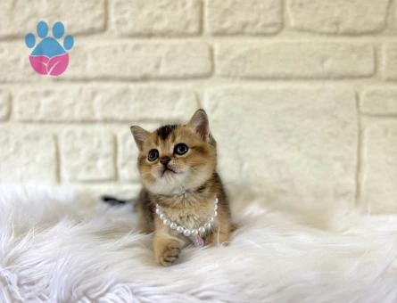British Shorthair Golden Tabby Top Kafama Yavrumuz