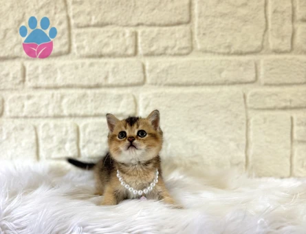 British Shorthair Golden Tabby Top Kafama Yavrumuz