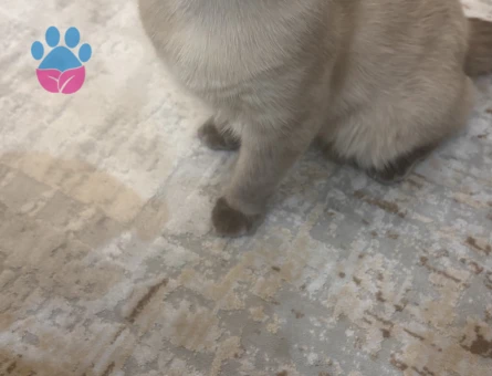 Kante mize Yuva arıyoruz