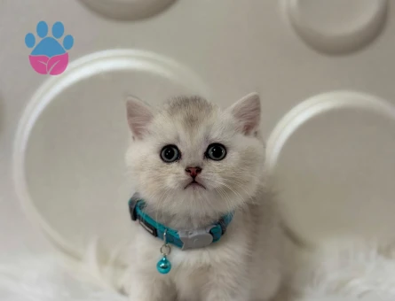 British Shorthair Muhteşem Renk Silver Erkek 2 Aylık