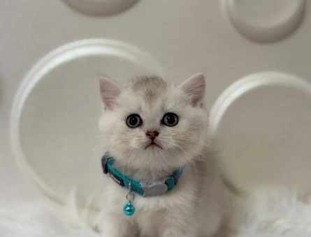British Shorthair Muhteşem Renk Silver Erkek 2 Aylık