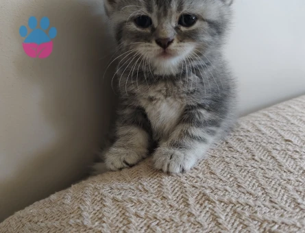 British Shorthair Yavrular Yuva Arıyor