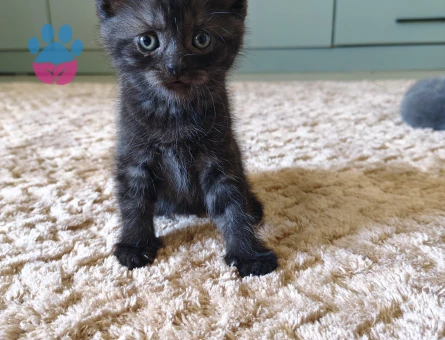 British Shorthair Yavrular Yuva Arıyor