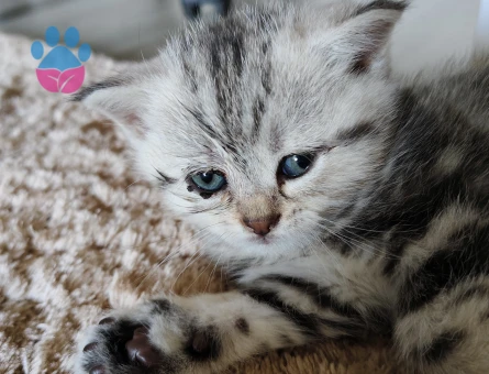 British Shorthair Yavrular Yuva Arıyor
