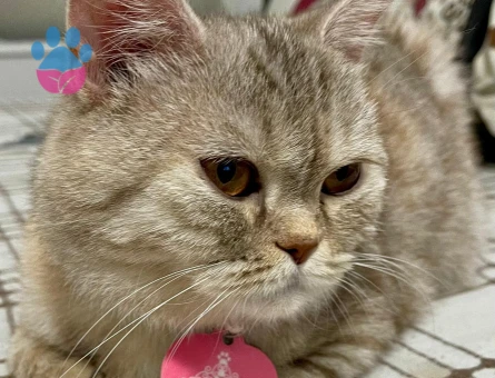 🐾 ÜCRETSİZ YAVRU KEDİ SAHİPLENDİRME İLANI 🐾