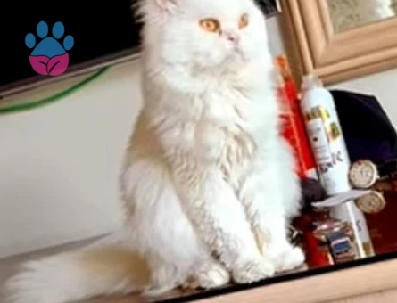 🐾 ÜCRETSİZ YAVRU KEDİ SAHİPLENDİRME İLANI 🐾