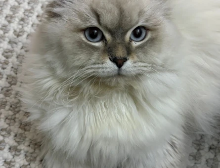 RAGDOLL KIRMASI YAKIŞIKLI OĞLUM - 4537