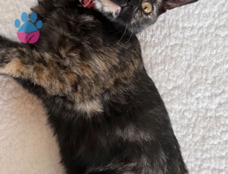 Vino’ya Ömürlük Yuva Arıyoruz 🐾