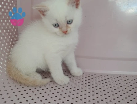 yavrularıma ömürlük yuva arıyorum