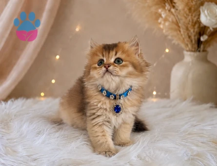 Bal Renginde Golden British Longhair Erkek Yavrumuz - 4543