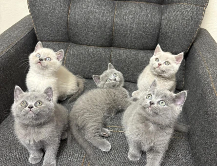 British Shorthair 2 Aylık Yuva Arıyor - 4545