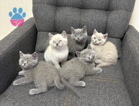 British Shorthair 2 Aylık Yuva Arıyor