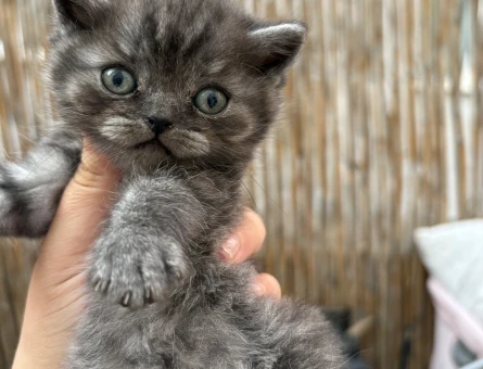 British Shorthair Kaliteli 2 Aylık - 4546