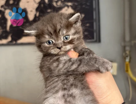 British Shorthair Kaliteli 2 Aylık