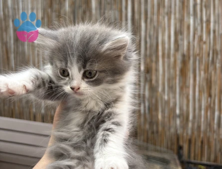 British Shorthair Kaliteli 2 Aylık