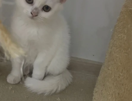 Safkan Britihs Shorthair 1 Yaşında - 4547