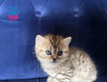 Safkan minikler yuva arıyor