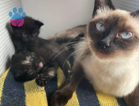 Yavrumuz Yeni Sahibini Bekliyor