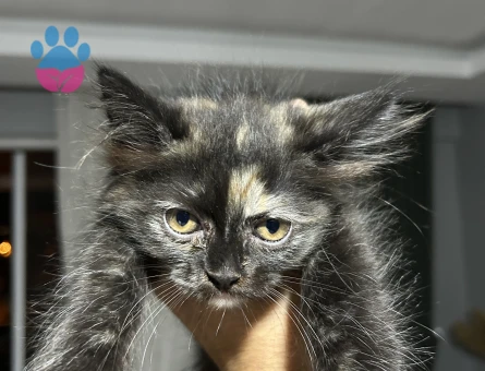 Yavrumuz Yeni Sahibini Bekliyor