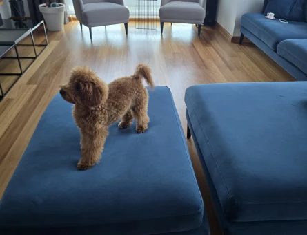 Gerçek toy poodle, dişi - 5109