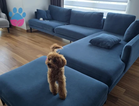 Gerçek toy poodle, dişi