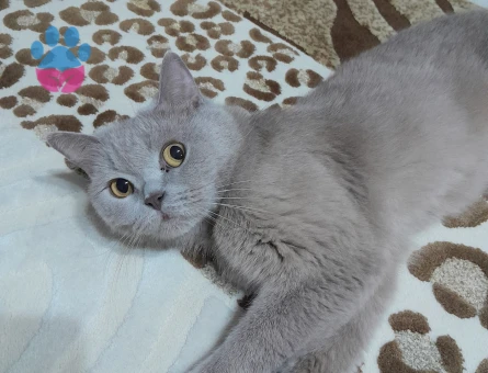 2 Yaşında British Shorthair Yuva Arıyor
