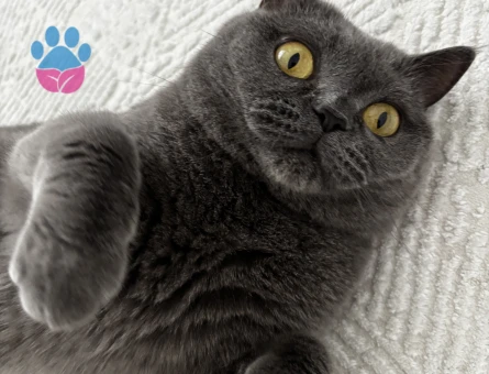 British Shorthair Kızımıza Acil Yuva