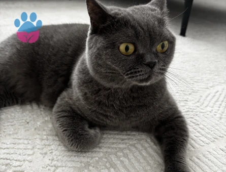 British Shorthair Kızımıza Acil Yuva