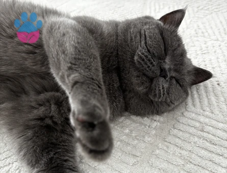 British Shorthair Kızımıza Acil Yuva