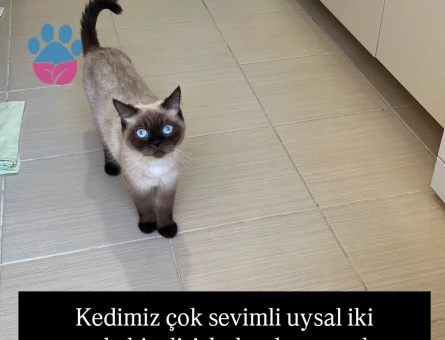Siyam Dişi kedimize yeni yuva arıyoruz!