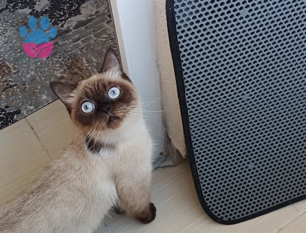 Siyam Dişi kedimize yeni yuva arıyoruz!