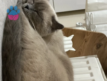 Blue point dişi kedi 2 Yaşında