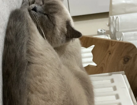 Blue point dişi kedi 2 Yaşında