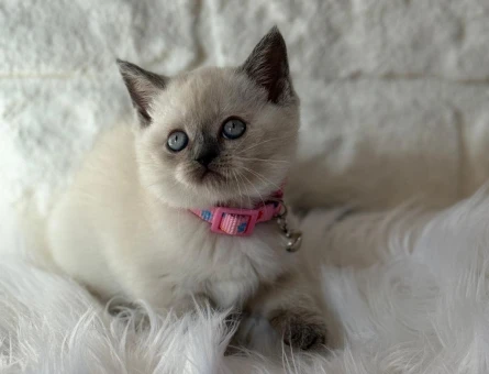 British Shorthair Bleupoint Dİşi 2 Aylık